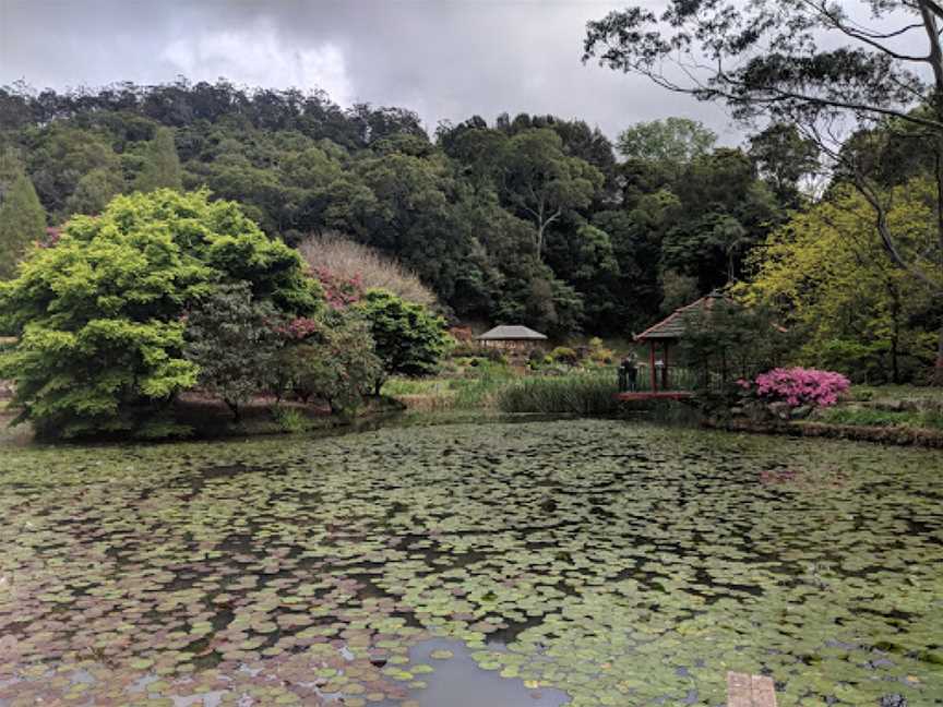 Illawarra Rhododendron and Rainforest Garden, Mount Pleasant, NSW