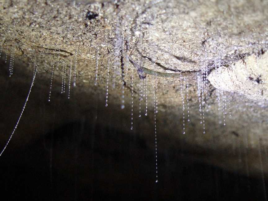 Gunns Plains Caves, Gunns Plains, TAS