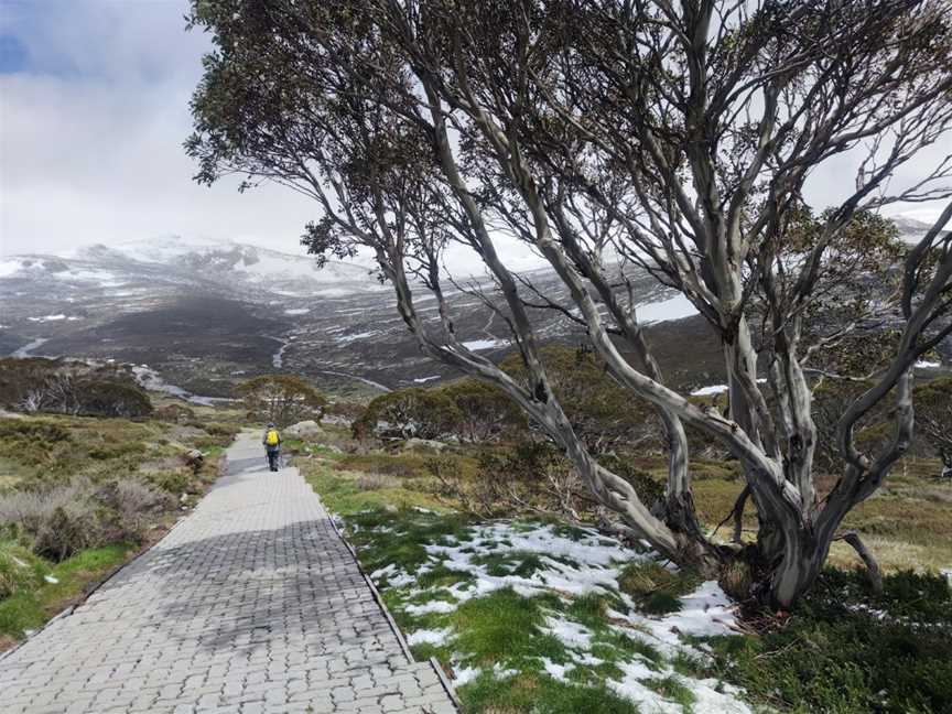 Snow Gums boardwalk, Jindabyne, NSW