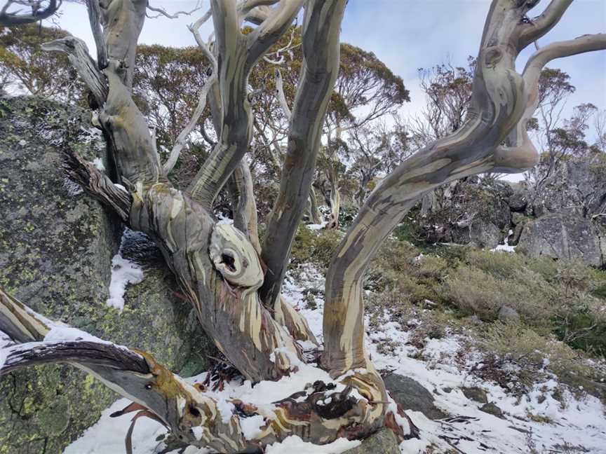 Snow Gums boardwalk, Jindabyne, NSW