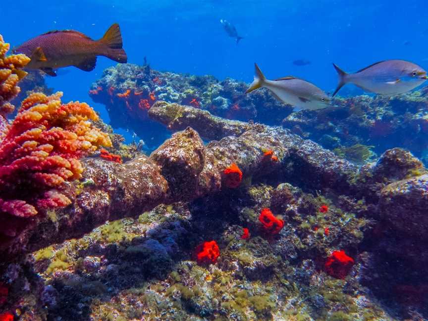 Abrolhos Islands, Geraldton, WA