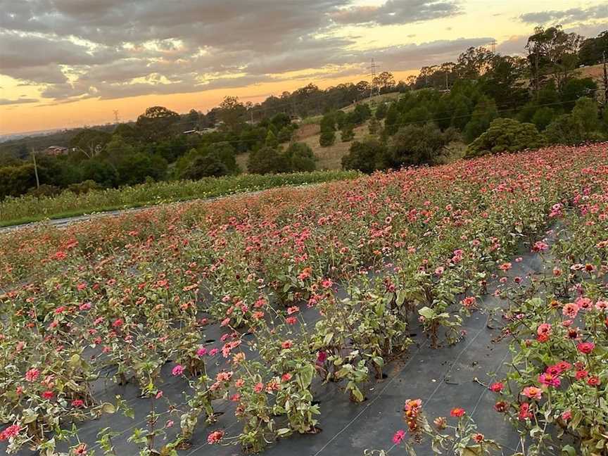 Glenbernie Family Farms, Kurmond, NSW