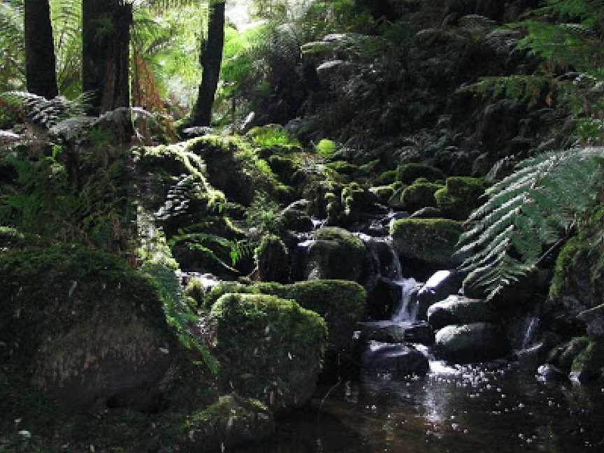 Eastern Sherbrooke Forest Walk, Kallista, VIC