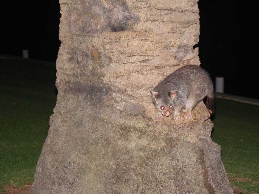 Possum Parade, Renmark, SA