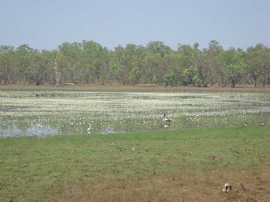 Leaning Tree Lagoon Nature Park, Humpty Doo, NT