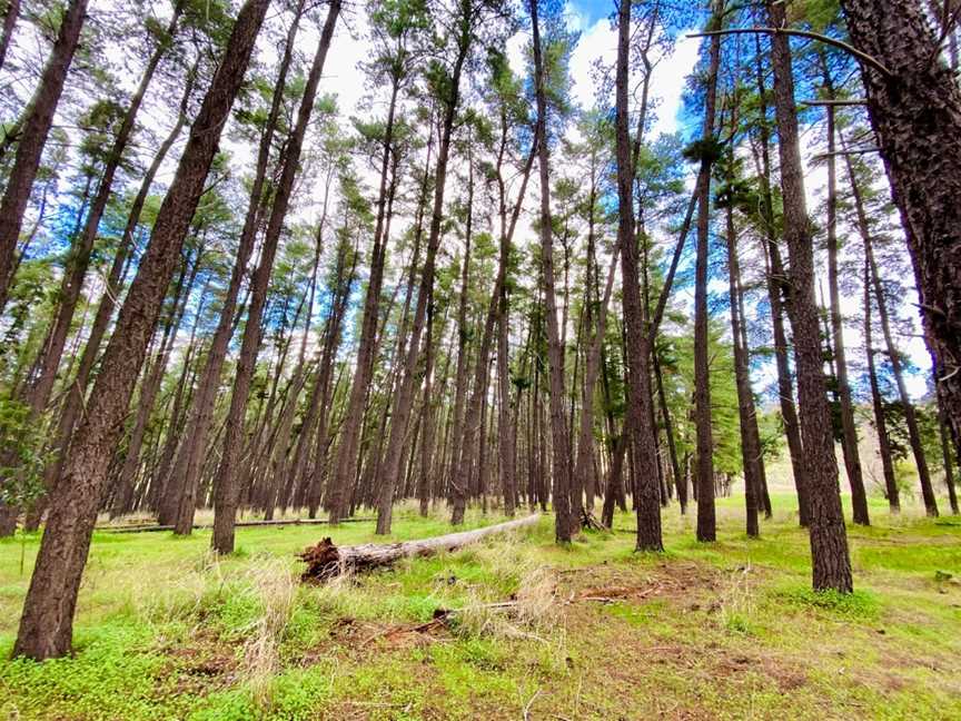 Blackwood Forest Recreation Park, Adelaide, SA