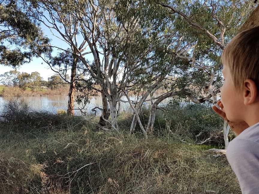 Swanport Wetlands, Murray Bridge, SA