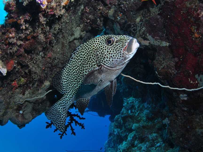 Barracuda Bommie Dive Site, Port Douglas, QLD