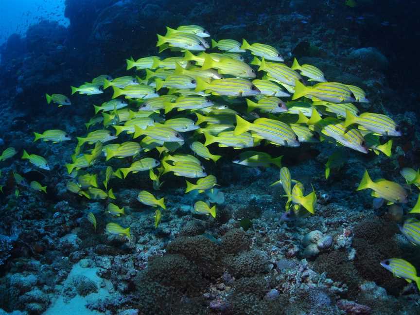 Nursery Bommie Dive Site, Port Douglas, QLD