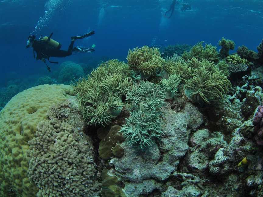 Nursery Bommie Dive Site, Port Douglas, QLD