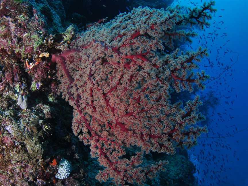 Nursery Bommie Dive Site, Port Douglas, QLD