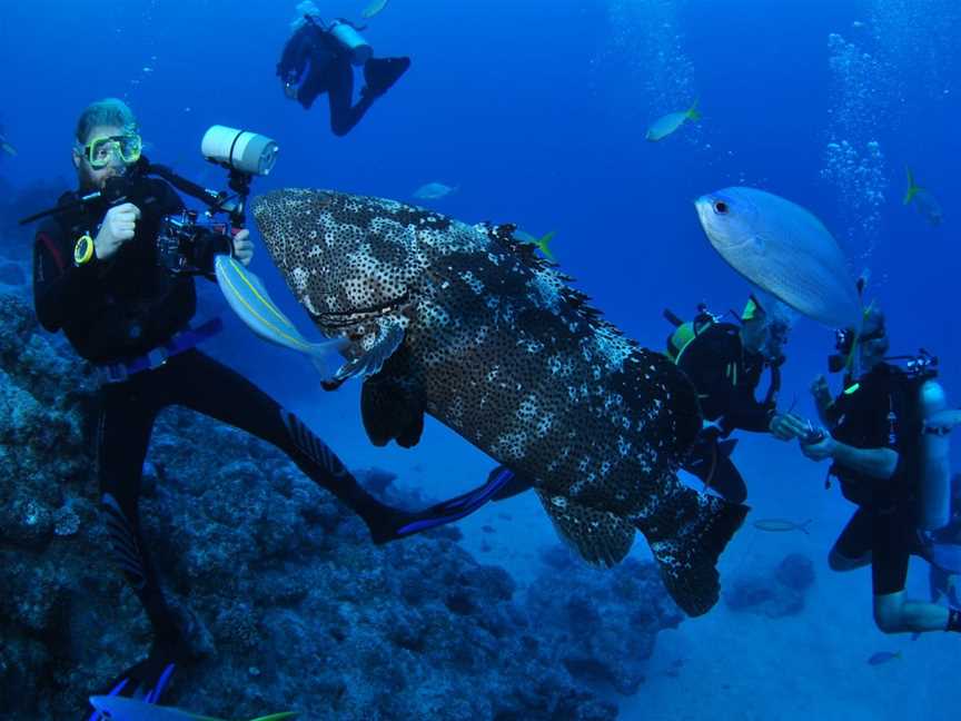 Castle Rock Dive Site, Port Douglas, QLD