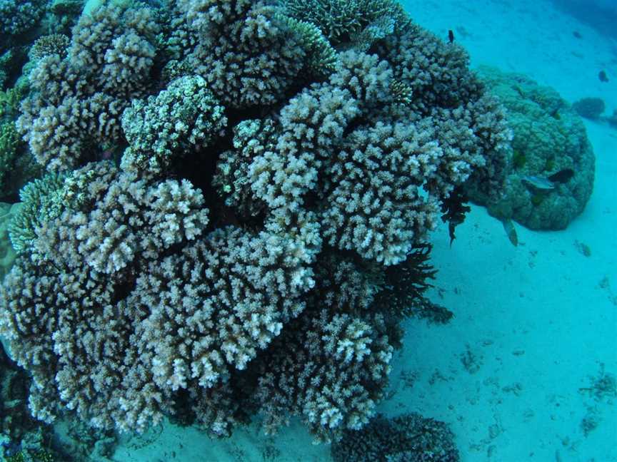 Castle Rock Dive Site, Port Douglas, QLD