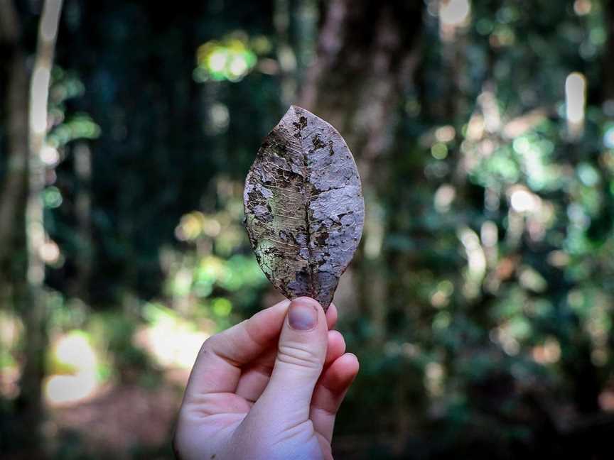 Chichester State Forest - Allyn River, Upper Allyn, NSW