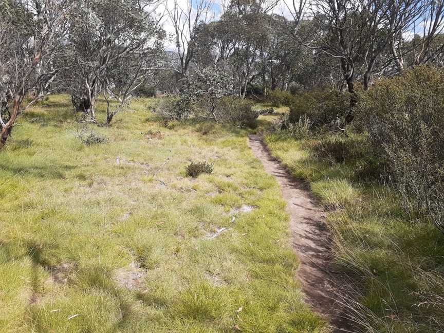 Dead Horse Gap walking track, Thredbo, NSW