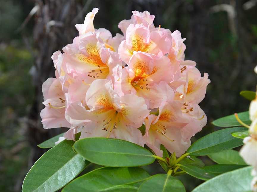 Campbell Rhododendron Gardens, Blackheath, NSW