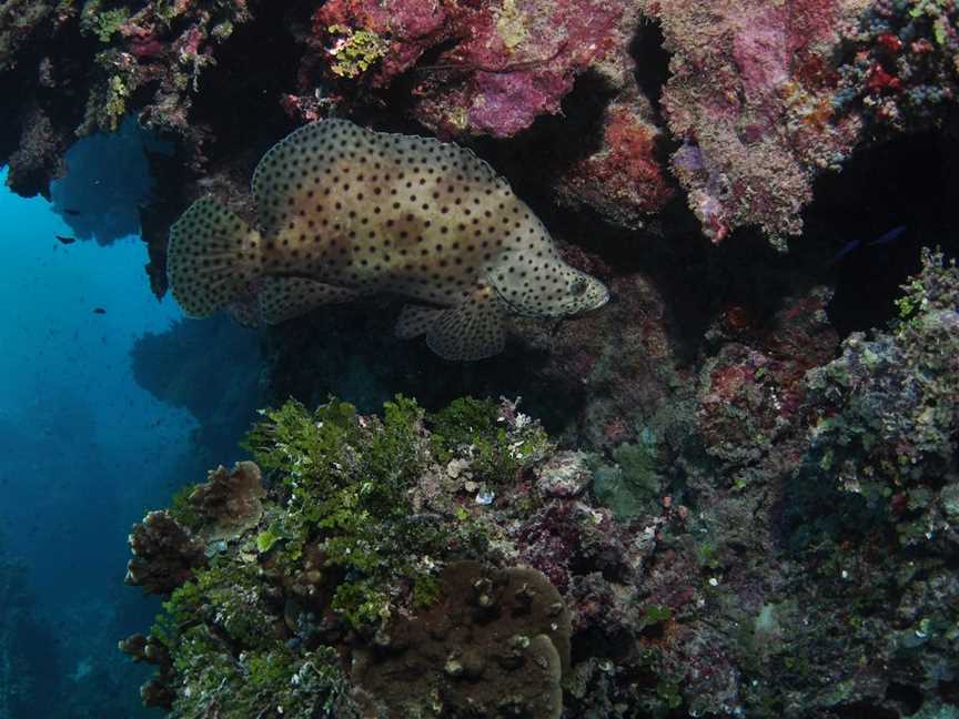 Stepping Stones Dive Site, Hamilton Island, QLD