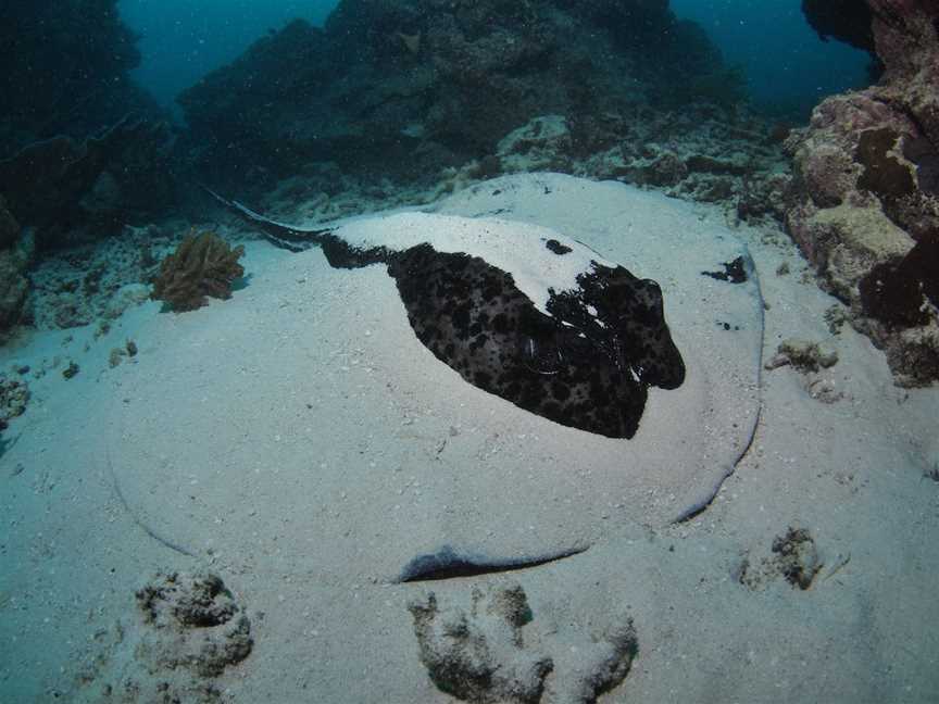 Stepping Stones Dive Site, Hamilton Island, QLD