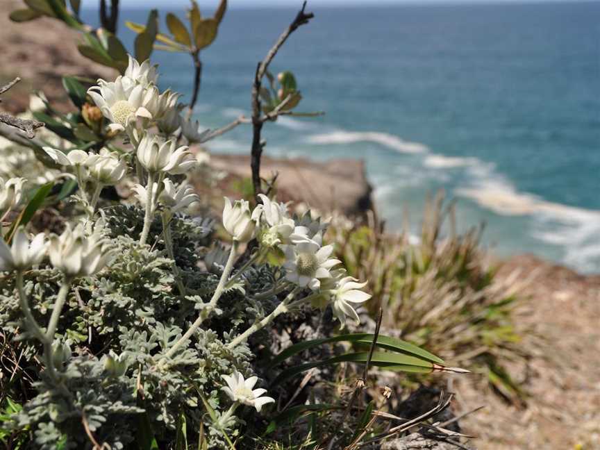 Perpendicular Point, Camden Head, NSW