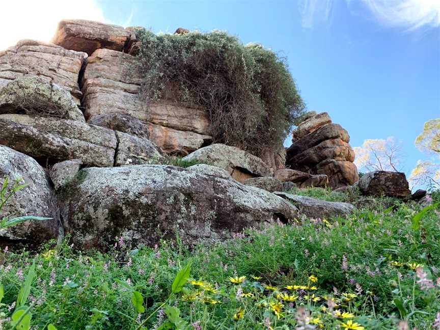 Spring Hill picnic area, Binya, NSW