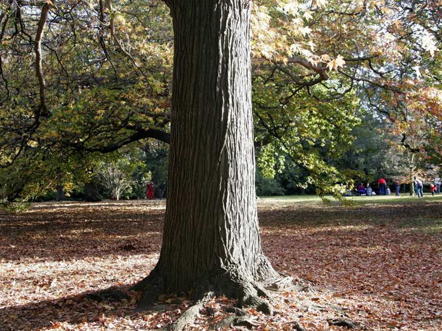 Royal Botanic Gardens Victoria, Melbourne Gardens, Melbourne, VIC