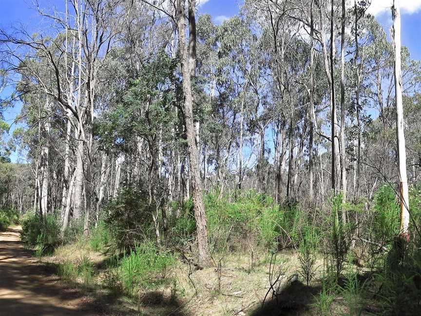 Blue Range Camping and Picnic Area, Bridge Creek, VIC