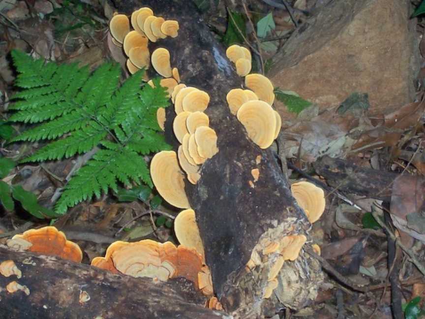 Boorganna Nature Reserve, Boorganna, NSW