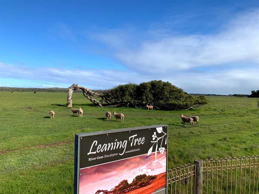 Greenough Leaning Trees, Greenough, WA