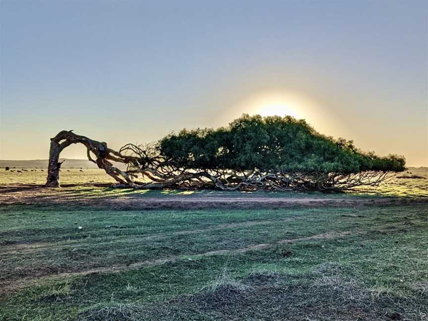 Greenough Leaning Trees, Greenough, WA