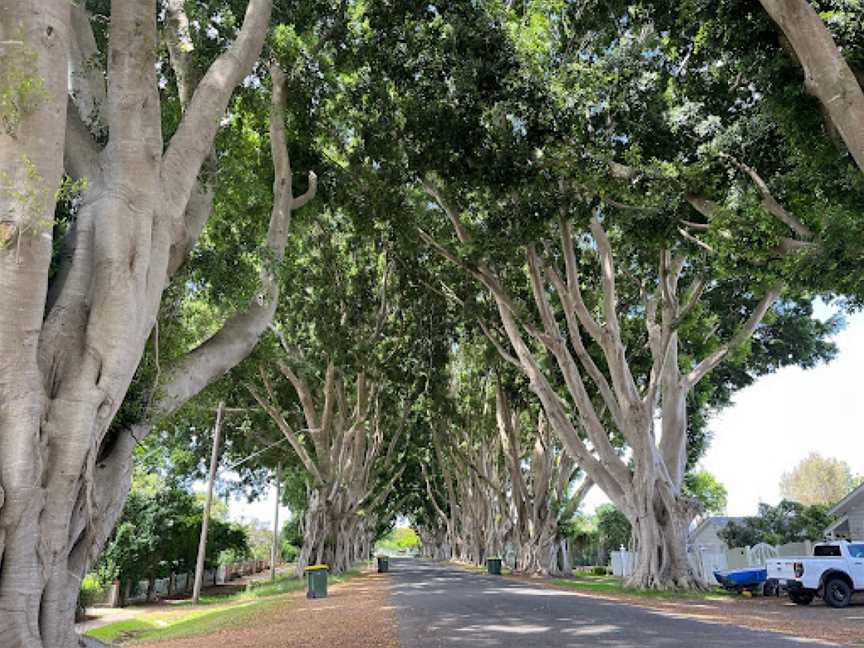 Fig Tree Avenue, Grafton, NSW