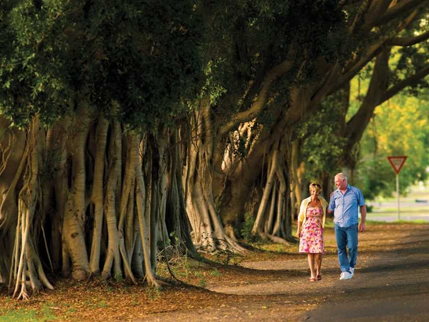 Fig Tree Avenue, Grafton, NSW