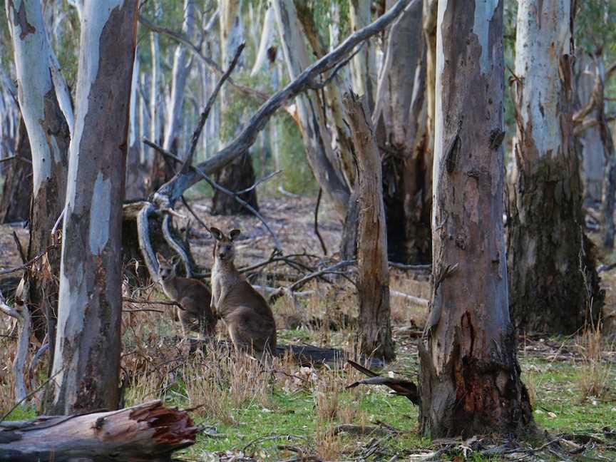 Gunbower National Park, Gunbower, VIC