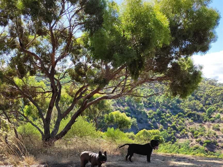 Sturt Gorge Recreation Park, Flagstaff Hill, SA