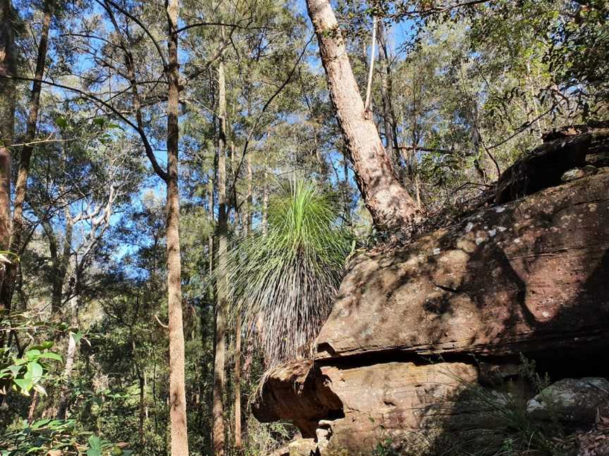 Red Hands Cave Walking Track - Blue Mountains National Park, Glenbrook, NSW