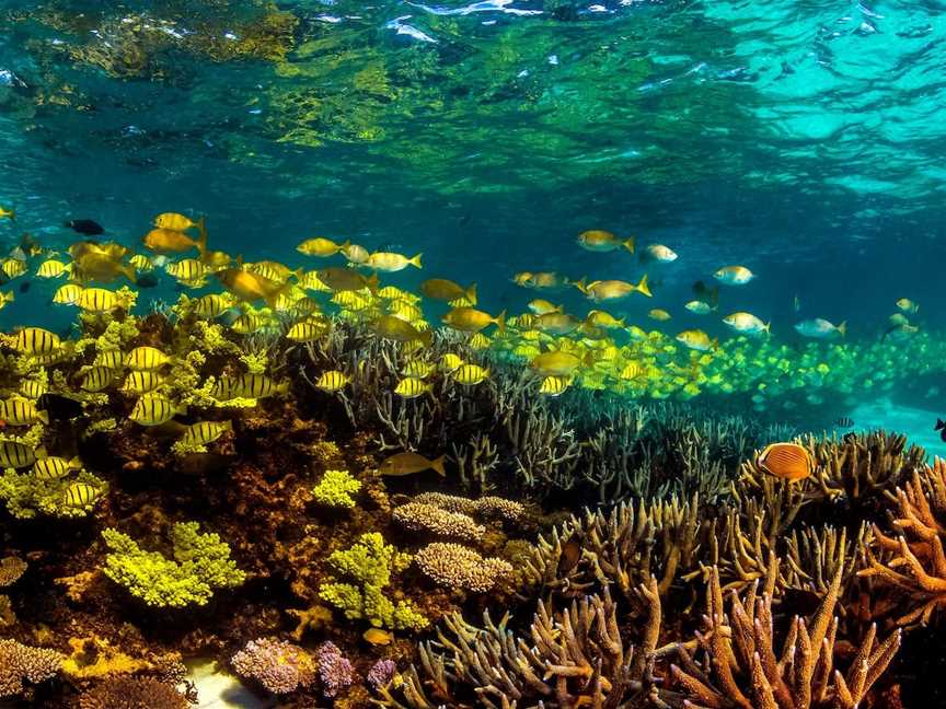 Snorkel the Ningaloo Reef, Cape Range National Park, WA