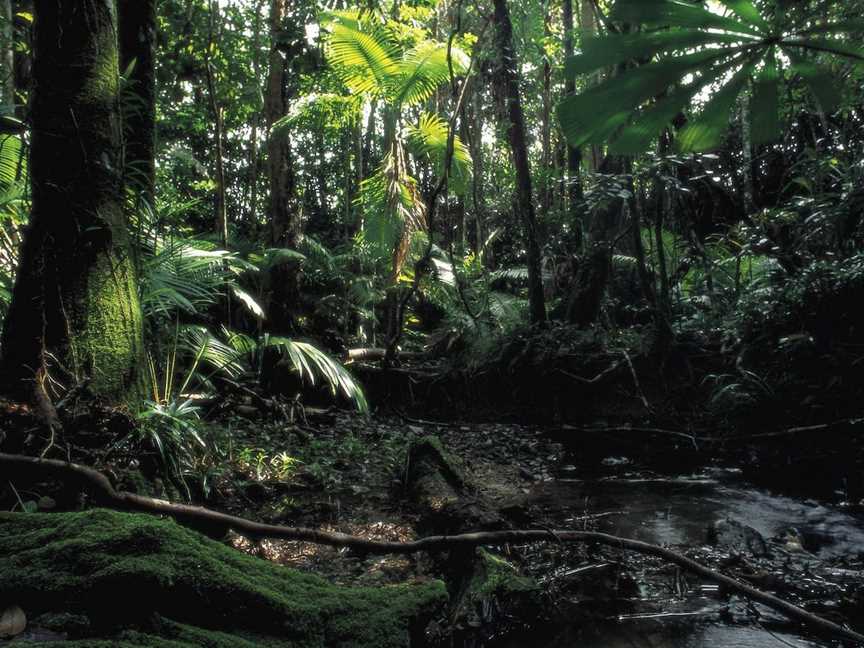 Cape Tribulation, Daintree National Park, Daintree, QLD