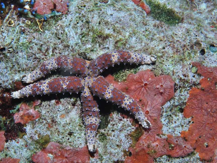 Challenger Bay Dive Site, Cairns City, QLD