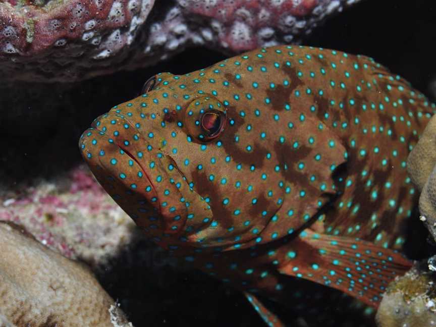 Challenger Bay Dive Site, Cairns City, QLD