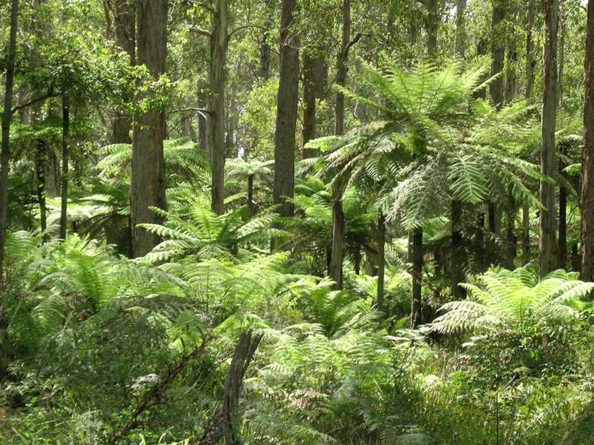 Werrikimbe National Park, Forbes River, NSW