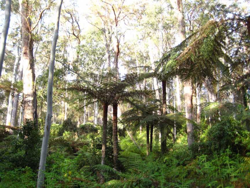 Werrikimbe National Park, Forbes River, NSW