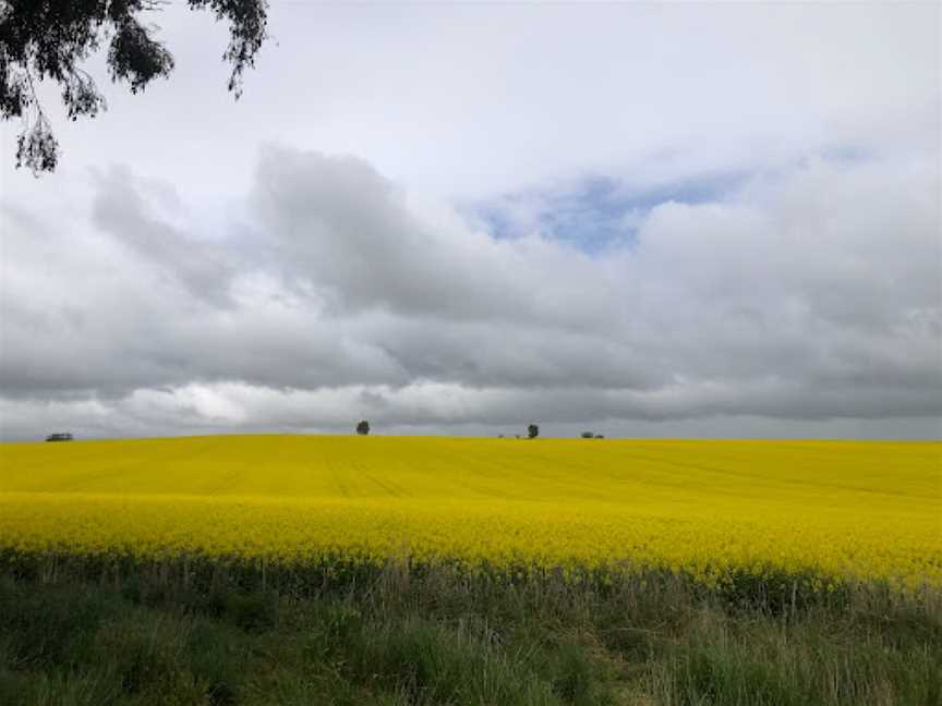 Canola Trail, Coolamon, NSW