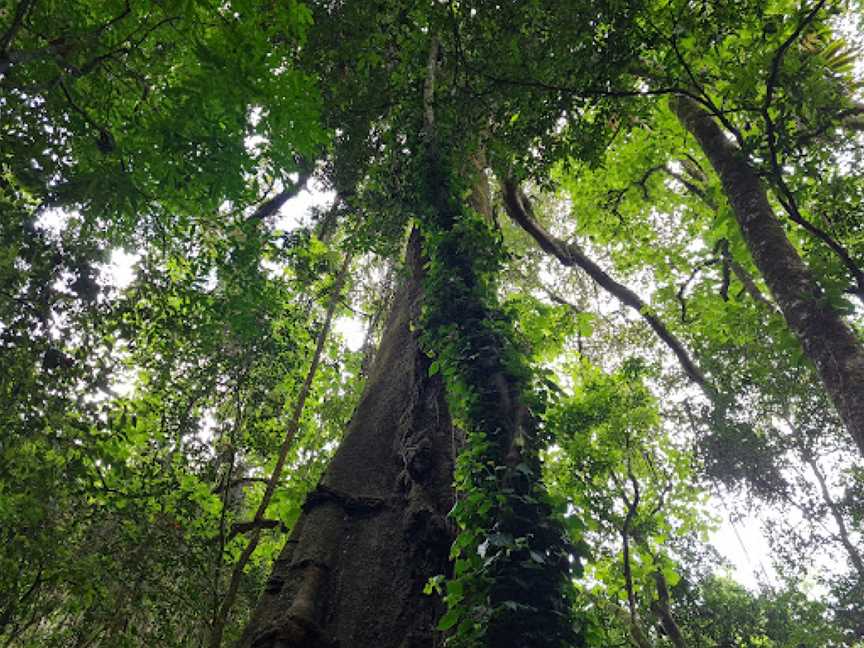 Copeland Tops State Conservation Area, Copeland, NSW