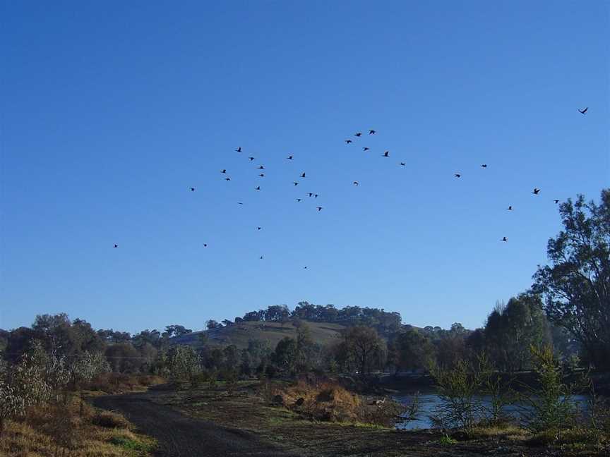 Tumut Wetlands, Tumut, NSW