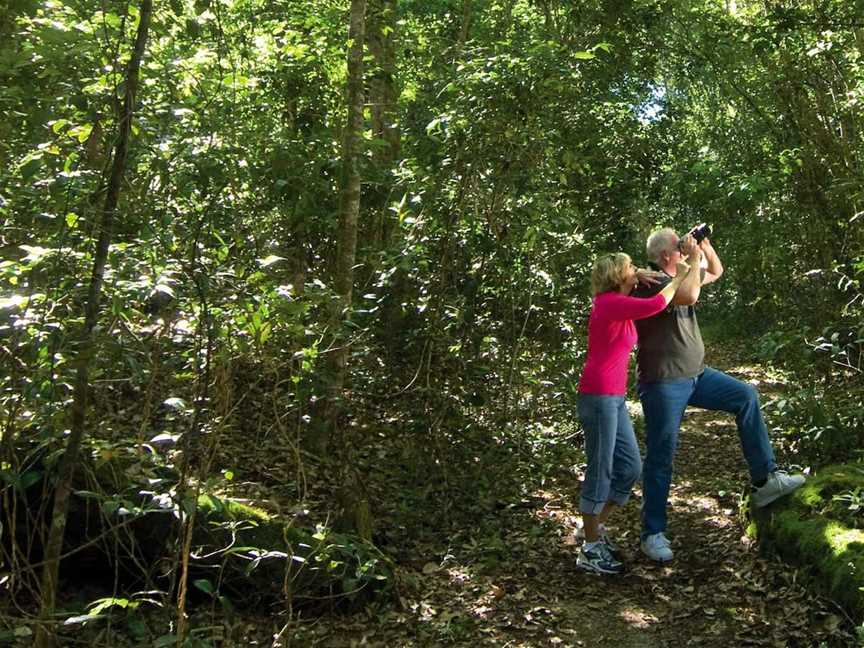 Iluka Rainforest Walking Track, Iluka, NSW