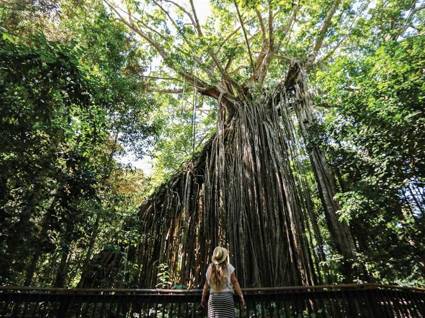 Curtain Fig National Park, Yungaburra, QLD