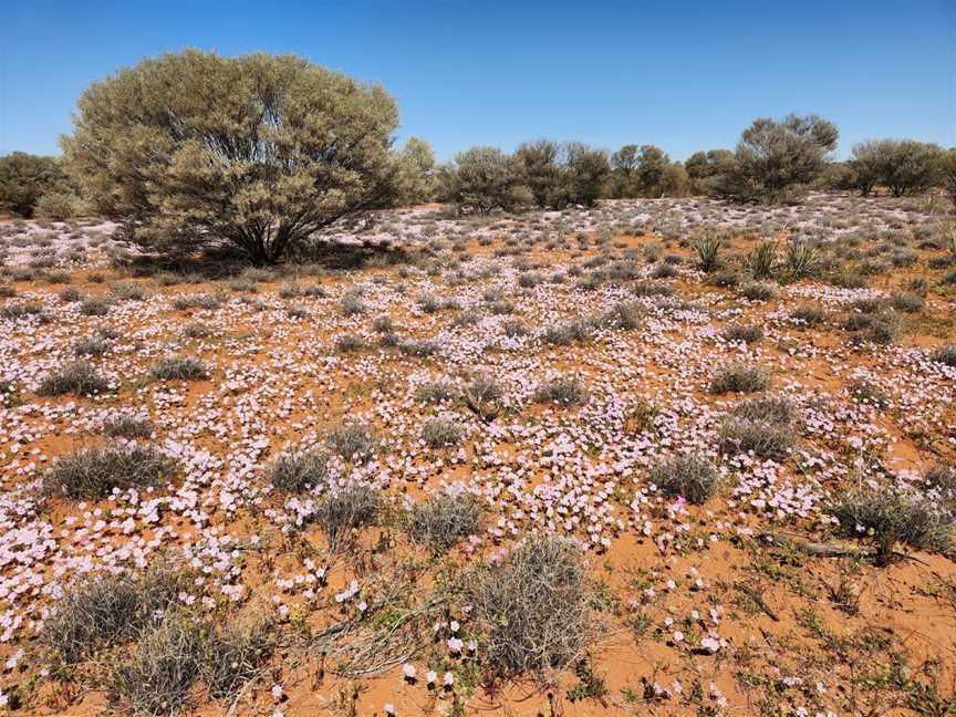 Walga Rock, Cue, WA