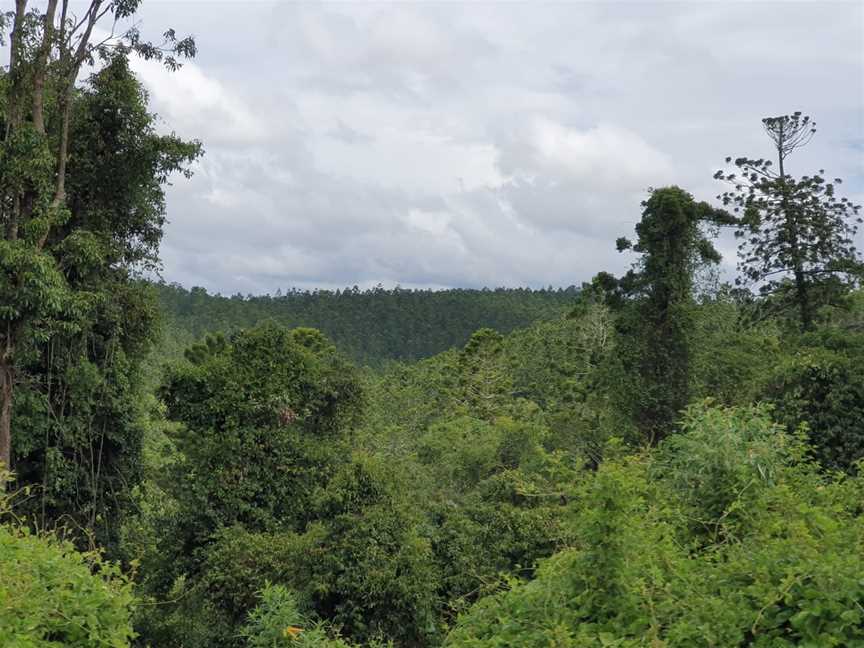 Benarkin State Forest, Benarkin, QLD