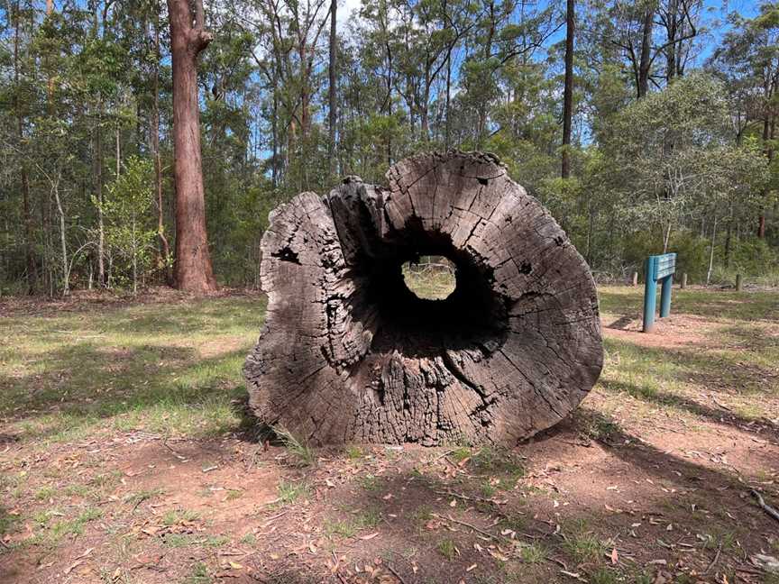 Benarkin State Forest, Benarkin, QLD