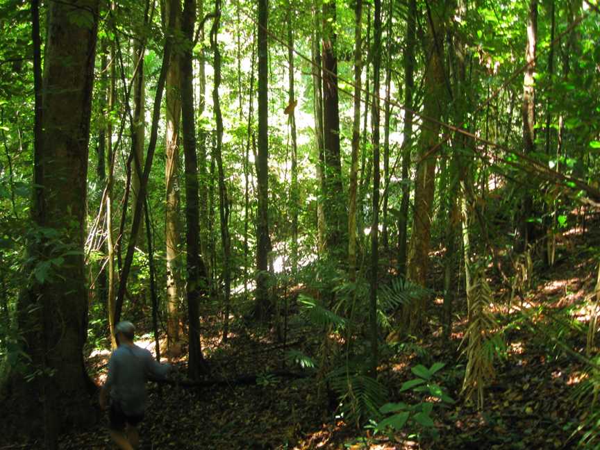 Tranquillity Falls, Daintree, QLD