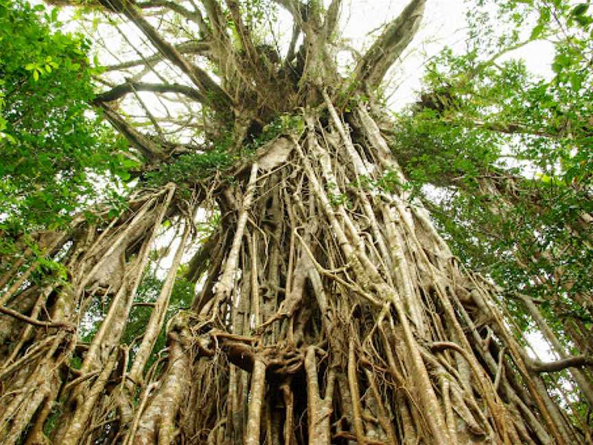 Cathedral Fig Tree, Yungaburra, QLD